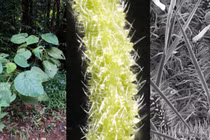 Loài cây gây ra những cơn đau dữ dội cho người chạm vào