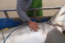 Video: Hai vợ chồng bất ngờ khi kéo lên một con cá mập lớn