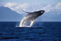 Vắng du khách, cá voi Alaska hạnh phúc hơn bao giờ hết