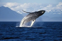 Vắng du khách, cá voi Alaska hạnh phúc hơn bao giờ hết