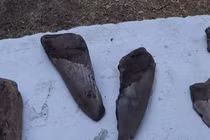 Phát hiện răng cá mập bạo chúa Megalodon thống trị biển cả 3 triệu năm trước