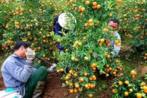 Mùa hốt tiền tỷ ở "thủ phủ" quất cảnh Tết sát Hà Nội