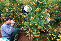 Mùa hốt tiền tỷ ở "thủ phủ" quất cảnh Tết sát Hà Nội