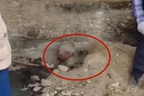 Sự thật sau clip vợ chồng con trai chôn sống bố 