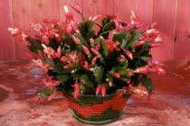 5 loại xương rồng luôn nở hoa tươi tốt kể cả trong trời lạnh rét