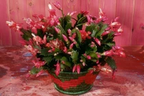 5 loại xương rồng luôn nở hoa tươi tốt kể cả trong trời lạnh rét