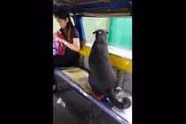 Video: Chó lên xe buýt một mình, theo sát xe tải chở chủ nhân