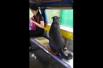 Video: Chó lên xe buýt một mình, theo sát xe tải chở chủ nhân