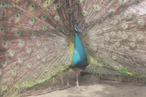 Trại chim công cho lãi trăm triệu mỗi năm của thanh niên miền Tây