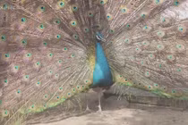 Trại chim công cho lãi trăm triệu mỗi năm của thanh niên miền Tây