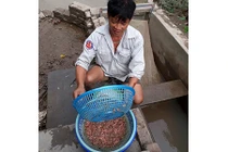 Không gì bằng nuôi rươi, lãi nửa tỷ đồng mỗi năm