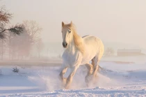 Cuối tháng 8, 3 con giáp vượt khó khăn, đường tài lộc rộng mở