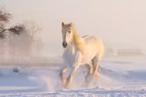 Cuối tháng 8, 3 con giáp vượt khó khăn, đường tài lộc rộng mở