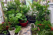 Mẹ 8X xinh đẹp khoe vườn quả sai trĩu trên sân thượng