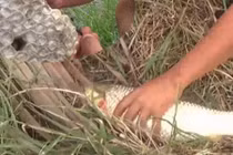 Video: Giật cá mỏi tay nhờ mồi câu bằng tổ ong vò vẽ