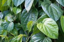 Bị những bệnh này dùng lá trầu không hiệu quả hơn