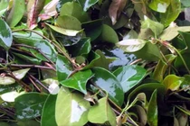 Loại rau mọc hoang giá 100 nghìn/kg được bà nội trợ săn lùng