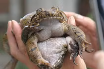 Cơn sốt ếch tiến vua, thần dược phòng the nổi tiếng xứ Lạng