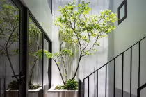 6 loại cây hợp phong thủy cứ trồng ở giếng trời là tăng tài lộc