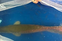 Cá hiếm trong sách Đỏ xuất hiện trên sông Việt Nam gây xôn xao