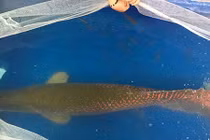 Cá hiếm trong sách Đỏ xuất hiện trên sông Việt Nam gây xôn xao