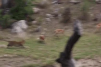 Video: Báo hoa mai tóm gọn linh dương