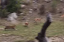 Video: Báo hoa mai tóm gọn linh dương