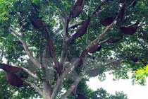 Không tin vào mắt mình với “cây tổ ong” khổng lồ ở Điện Biên