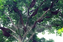 Không tin vào mắt mình với “cây tổ ong” khổng lồ ở Điện Biên