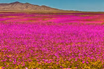 "Sao Hỏa Trái Đất" hàng thập kỷ không mưa bỗng nở rộ hoa như thiên đường