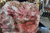 Vô tình vớ được cục đá lạ ,chủ nhân bán vội cũng được tiền tỷ