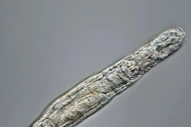 Hãi hùng sinh vật kỳ lạ sống dậy sau 24.000 năm bị đóng băng