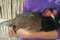 Chăm chim trĩ "tiến vua", kiếm gần nửa tỷ dịp Tết