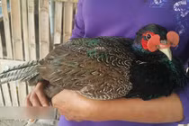 Chăm chim trĩ "tiến vua", kiếm gần nửa tỷ dịp Tết