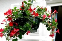 Nhà nhỏ nên trồng những loại cây leo xanh mát, đẹp mộng mơ này!