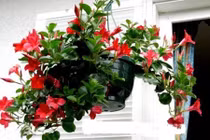 Nhà nhỏ nên trồng những loại cây leo xanh mát, đẹp mộng mơ này!