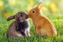 Chùm ảnh siêu đáng yêu về động vật nhỏ