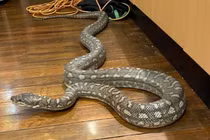 Con trăn khổng lồ với "100 chiếc răng" được tìm thấy trốn trên mái nhà