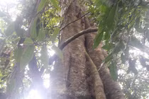 Video: Bí ẩn “cụ vải” cổ thụ 6 người ôm trên đỉnh núi Ký Thì