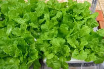 Tháng 8 nhất định phải trồng những loại rau quả này trong vườn