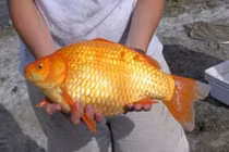 Khổ sở vì cá vàng sinh sôi vô độ, diệt đủ kiểu không chết