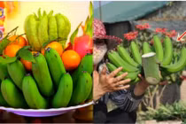 Điều tối kỵ khi chọn chuối thờ ngày Tết kẻo rước hạn nặng