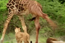 Video: 1 chọi 7 sư tử, hươu cao cổ "phản đòn" cực gắt