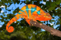 Những loài động vật kỳ lạ hiếm có ở Madagascar