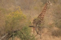 Video: Đàn sư tử cố bắt hươu cao cổ và cái kết