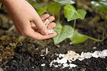 Vườn rau "chờ chết" bỗng trở nên xanh tốt nhờ điều lạ này