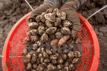 Gian nan nghề cào ngao thuê ở Đồng Châu: Kiếm tiền triệu đâu có dễ