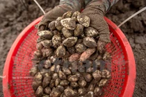 Gian nan nghề cào ngao thuê ở Đồng Châu: Kiếm tiền triệu đâu có dễ