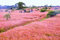 Video: Thung lũng cỏ hồng mộng mơ ở Gia Lai "hớp hồn" giới trẻ