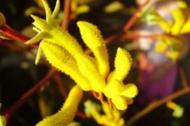 Loài hoa lạ đang được săn lùng hiện tại mang tên sừng hươu